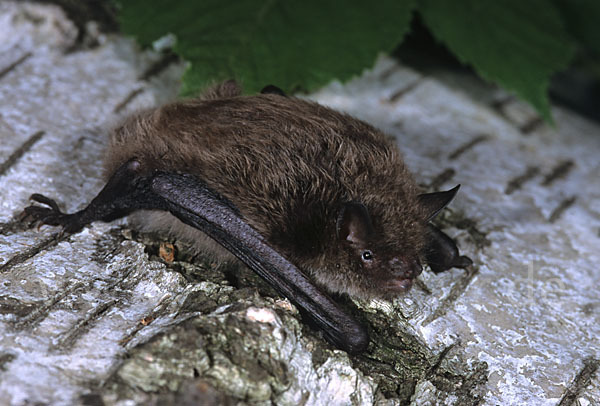 Große Bartfledermaus (Myotis brandti)