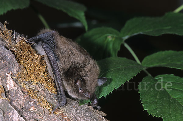 Große Bartfledermaus (Myotis brandti)