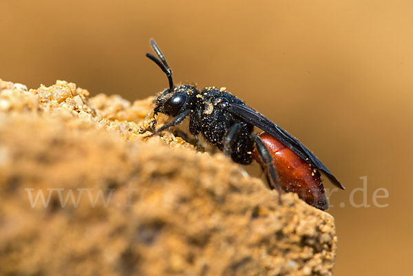 Große Blutbiene (Sphecodes albilabris)