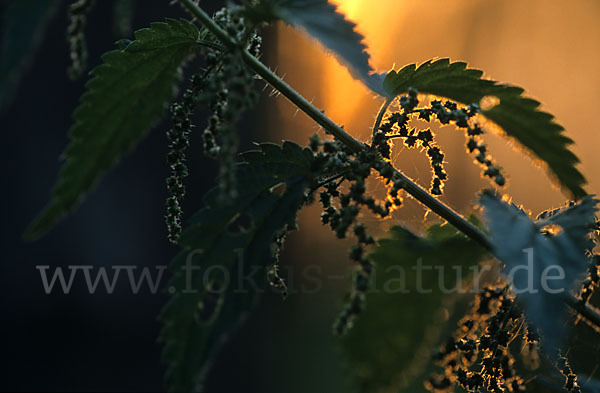 Große Brennessel (Urtica dioica)