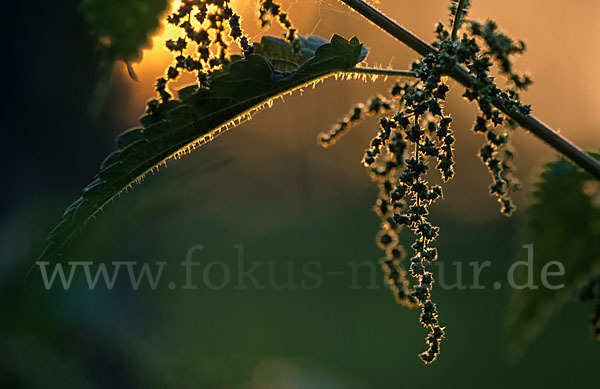 Große Brennessel (Urtica dioica)