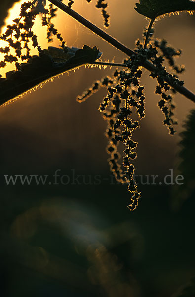 Große Brennessel (Urtica dioica)