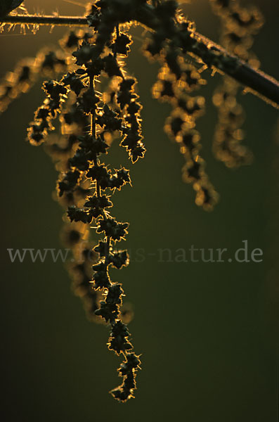 Große Brennessel (Urtica dioica)