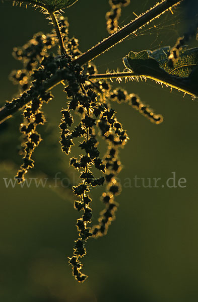 Große Brennessel (Urtica dioica)