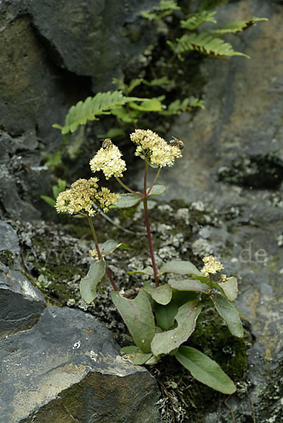 Große Fetthenne (Sedum maximum)