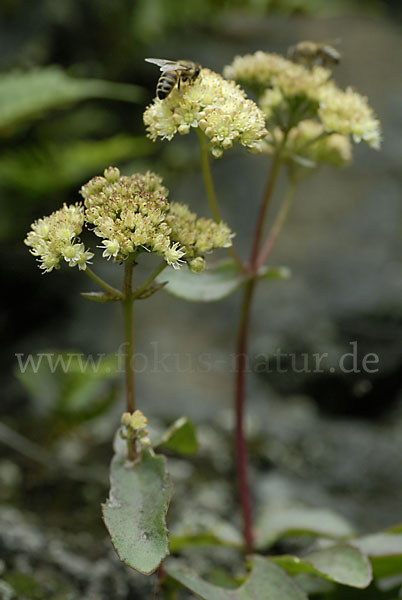 Große Fetthenne (Sedum maximum)