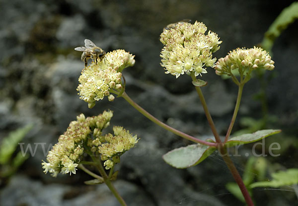 Große Fetthenne (Sedum maximum)