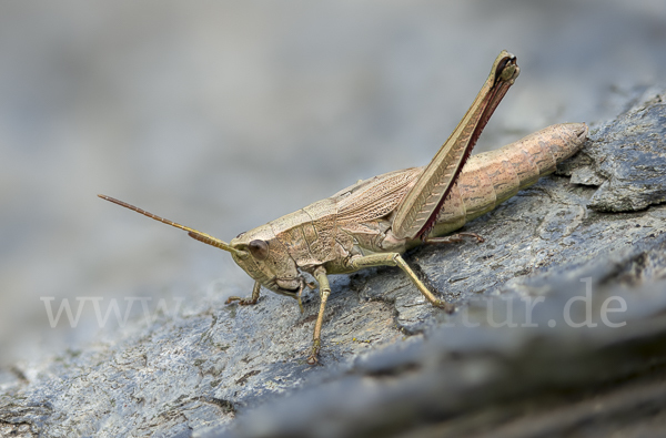 Große Goldschrecke (Chrysochraon dispar)