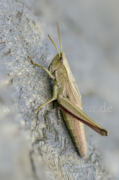 Große Goldschrecke (Chrysochraon dispar)