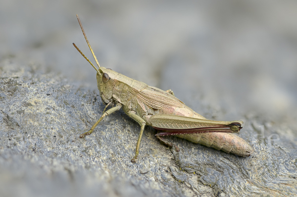 Große Goldschrecke (Chrysochraon dispar)