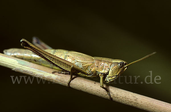 Große Goldschrecke (Chrysochraon dispar)