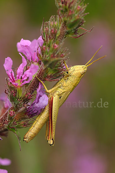 Große Goldschrecke (Chrysochraon dispar)