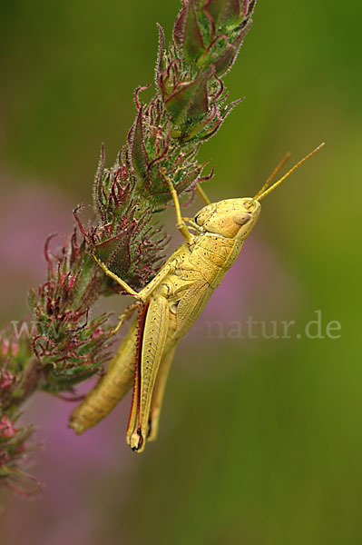 Große Goldschrecke (Chrysochraon dispar)