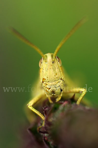 Große Goldschrecke (Chrysochraon dispar)