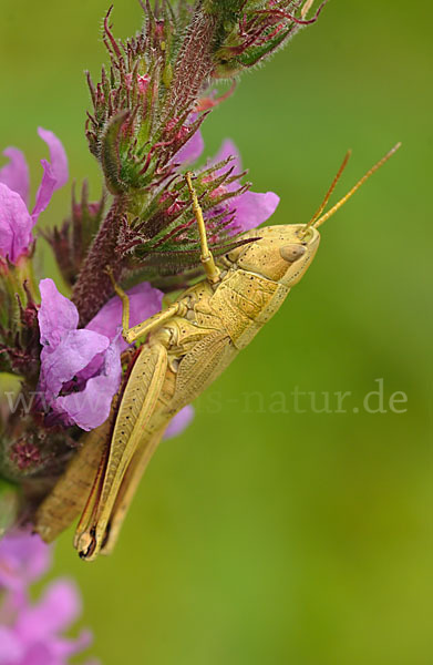 Große Goldschrecke (Chrysochraon dispar)