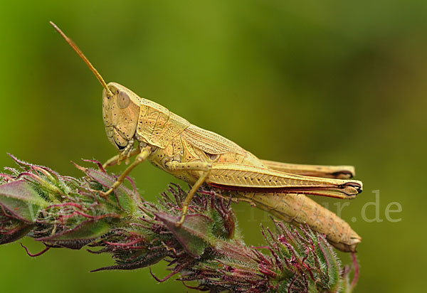 Große Goldschrecke (Chrysochraon dispar)