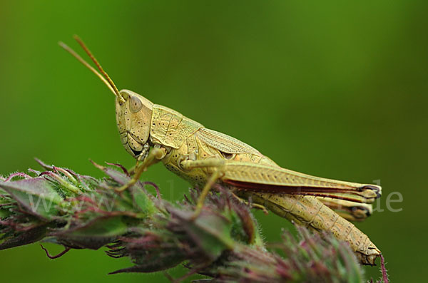 Große Goldschrecke (Chrysochraon dispar)