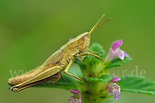 Große Goldschrecke (Chrysochraon dispar)