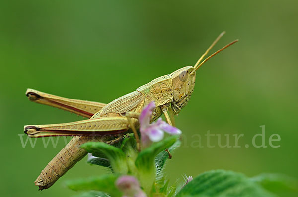 Große Goldschrecke (Chrysochraon dispar)