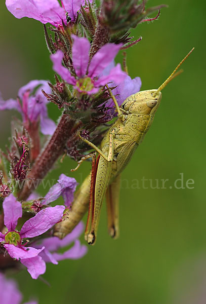 Große Goldschrecke (Chrysochraon dispar)
