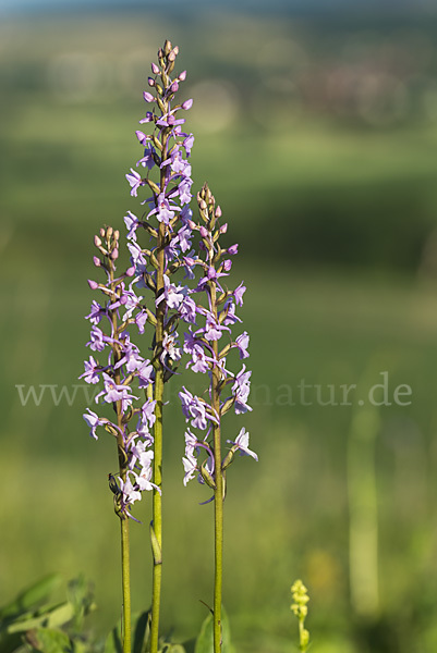 Große Händelwurz (Gymnadenia conopsea)