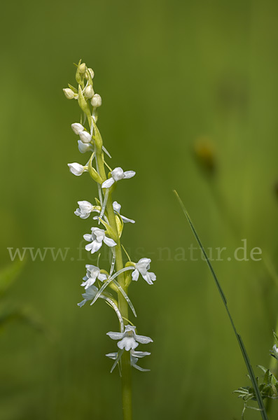 Große Händelwurz (Gymnadenia conopsea)