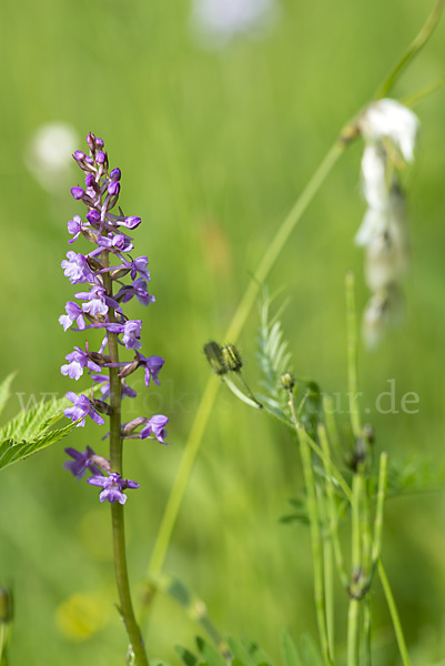 Große Händelwurz (Gymnadenia conopsea)