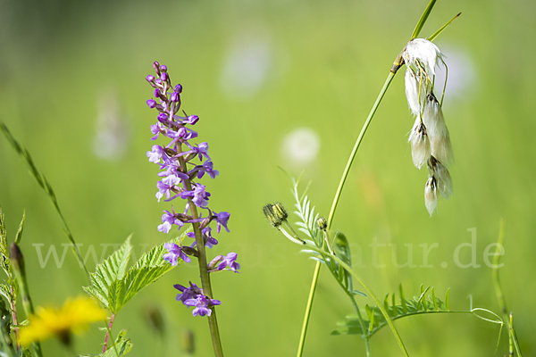 Große Händelwurz (Gymnadenia conopsea)