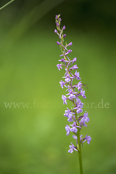 Große Händelwurz (Gymnadenia conopsea)