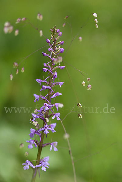 Große Händelwurz (Gymnadenia conopsea)