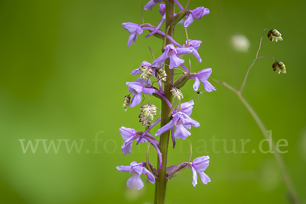 Große Händelwurz (Gymnadenia conopsea)