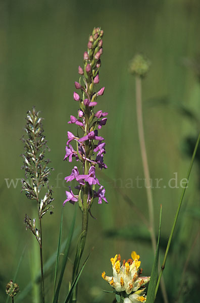 Große Händelwurz (Gymnadenia conopsea)