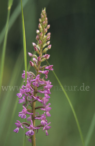 Große Händelwurz (Gymnadenia conopsea)