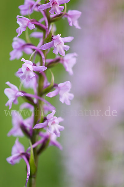 Große Händelwurz (Gymnadenia conopsea)