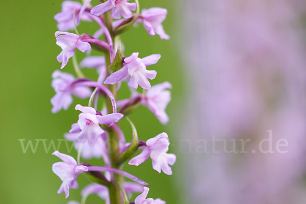 Große Händelwurz (Gymnadenia conopsea)