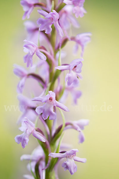 Große Händelwurz (Gymnadenia conopsea)