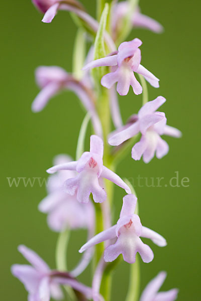 Große Händelwurz (Gymnadenia conopsea)