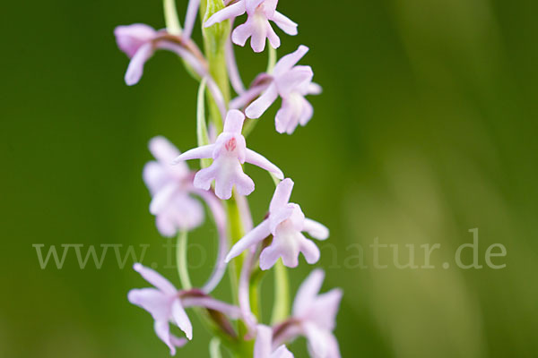 Große Händelwurz (Gymnadenia conopsea)