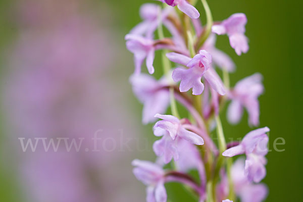 Große Händelwurz (Gymnadenia conopsea)