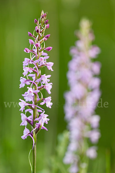 Große Händelwurz (Gymnadenia conopsea)