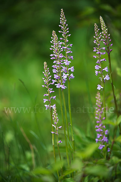 Große Händelwurz (Gymnadenia conopsea)