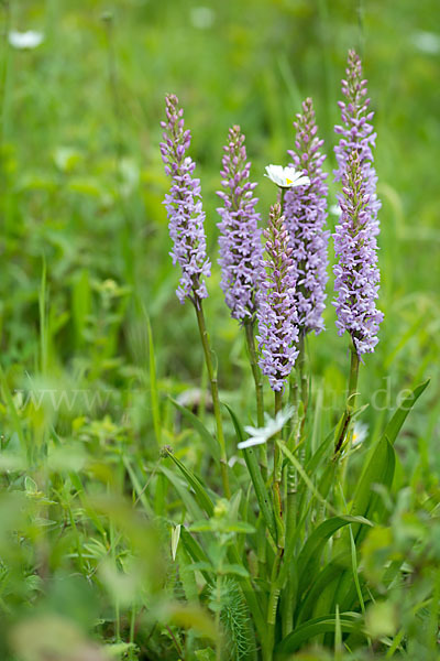 Große Händelwurz (Gymnadenia conopsea)