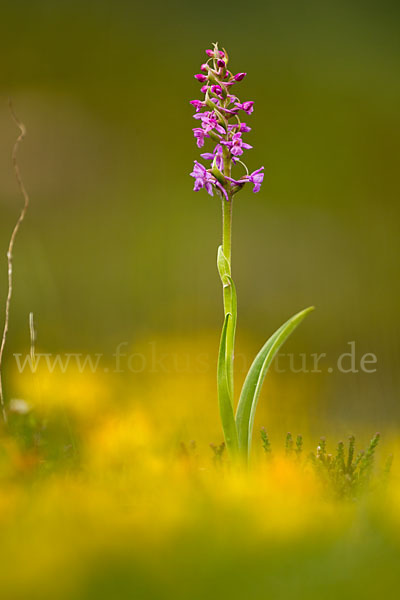 Große Händelwurz (Gymnadenia conopsea)