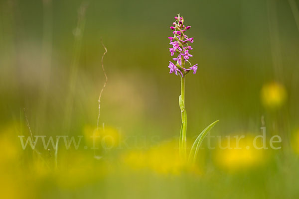 Große Händelwurz (Gymnadenia conopsea)