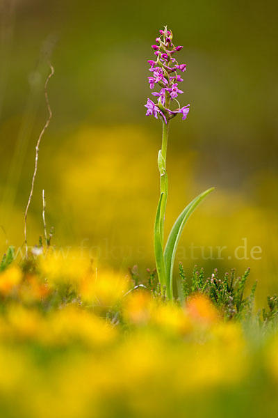 Große Händelwurz (Gymnadenia conopsea)