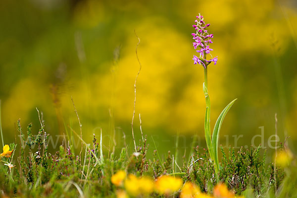 Große Händelwurz (Gymnadenia conopsea)