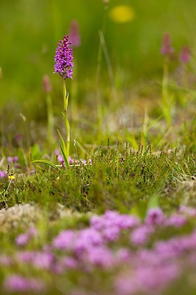 Große Händelwurz (Gymnadenia conopsea)