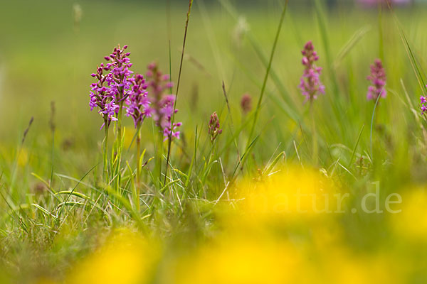 Große Händelwurz (Gymnadenia conopsea)