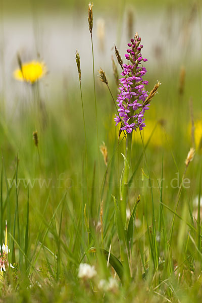 Große Händelwurz (Gymnadenia conopsea)