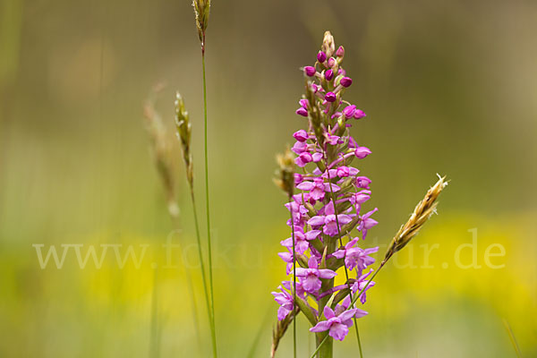 Große Händelwurz (Gymnadenia conopsea)